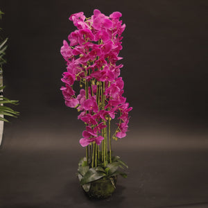 HCFL8446 - Fuschia Orchid Tree