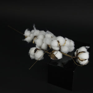 HFL10234 - LS Golden Cotton