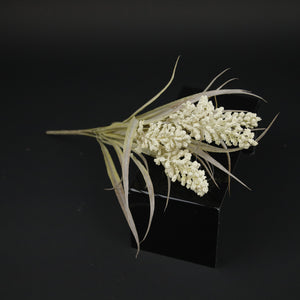 HFL10336 - Cream Lupin Bq