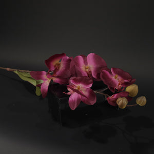 HFL10342 - LS Magenta Orchid