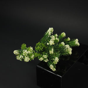 HFL10626 - Sweet Alyssum Bq