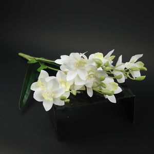 HFL10629 - White Leafy Spider Orchid