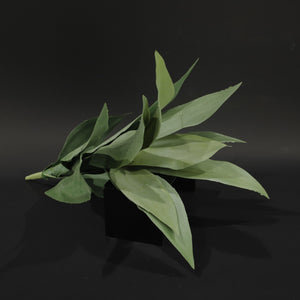 HFL10747 - Large Agave