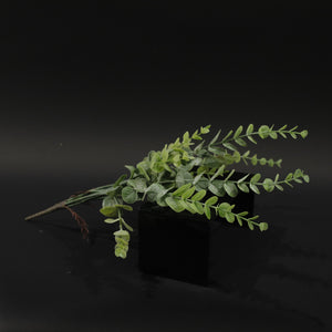 HFL11141 - Baby Eucalyptus