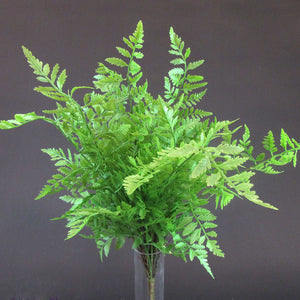 HCFL5930 - Lacy Fern