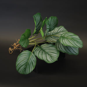 HCFL7963 - Green Coleus