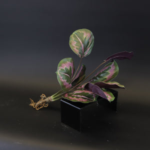 HCFL7964 - Red Coleus