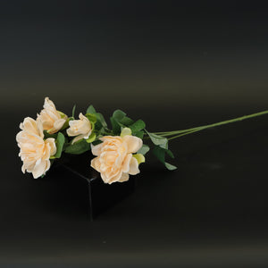 HCFL8432 - LS Champagne Camellia