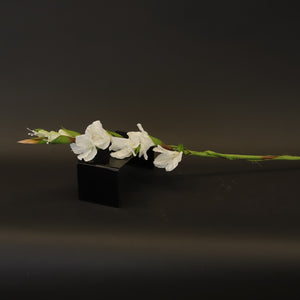 HCFL8436 - Small White Gladiola