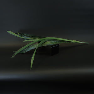 HCFL8515 - LS Gladiola Leaves