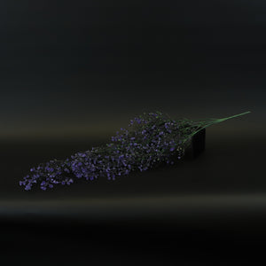 HCFL8516 - Purple Million Bells