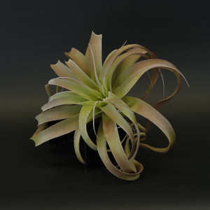 HCFL8594 - Air Plant Bq