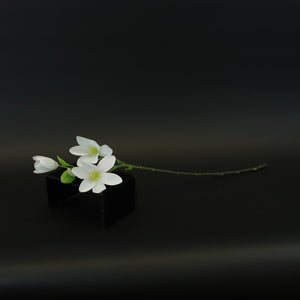 HCFL8595 - LS White Freesia