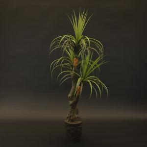 HCFL9690 - Ponytail Palm Tree