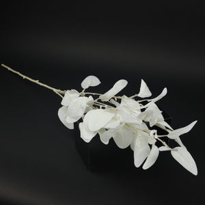 HCFL9156 - LS Frosted White Dusty Miller