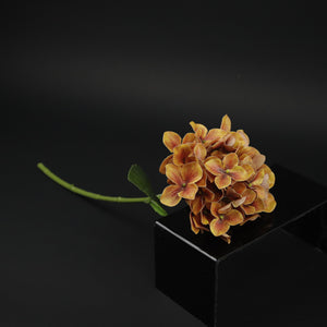 HCFL9727 - LS Rust Lacecap Hydrangea