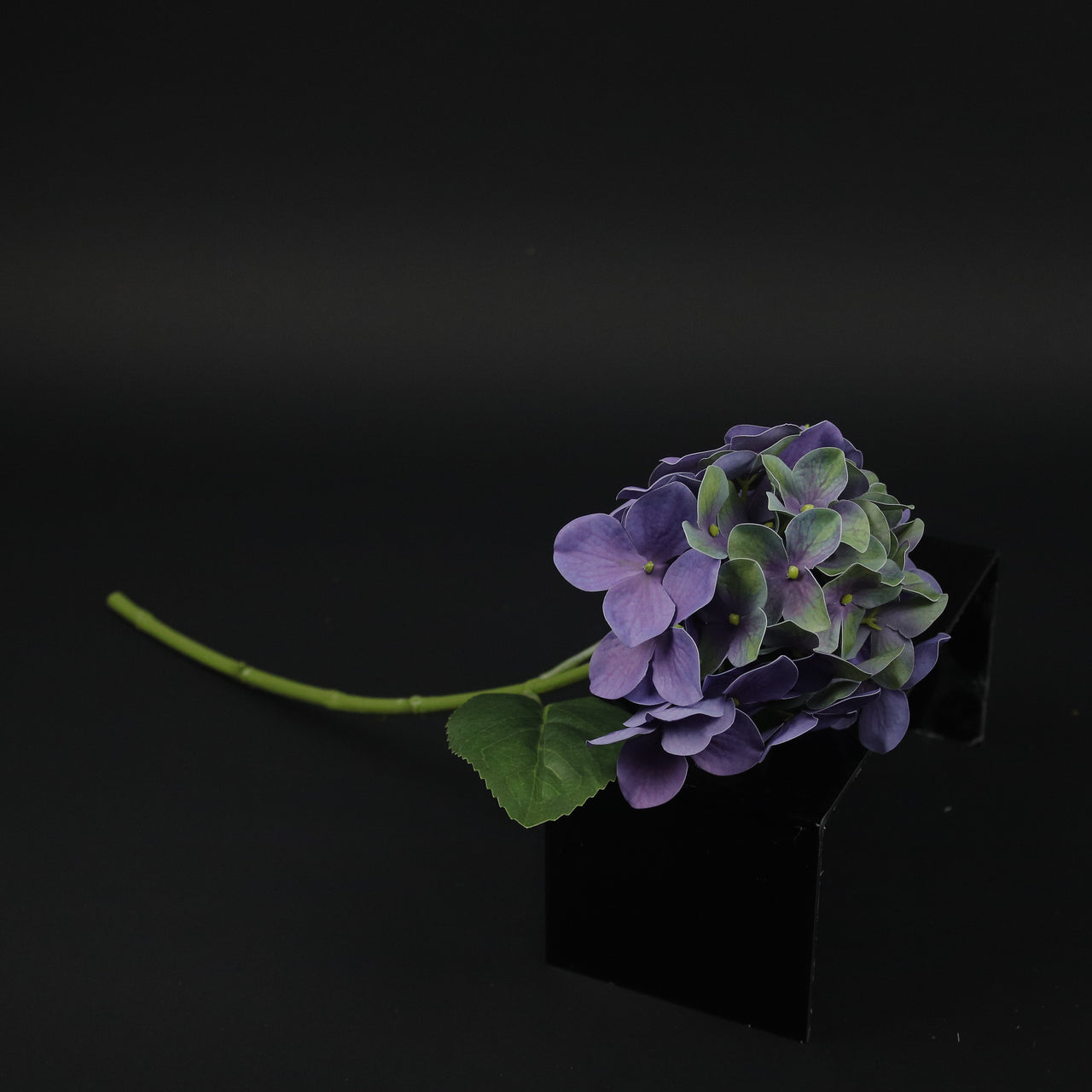 HCFL9730 - LS  Purple/Green Lacecap Hydrangea
