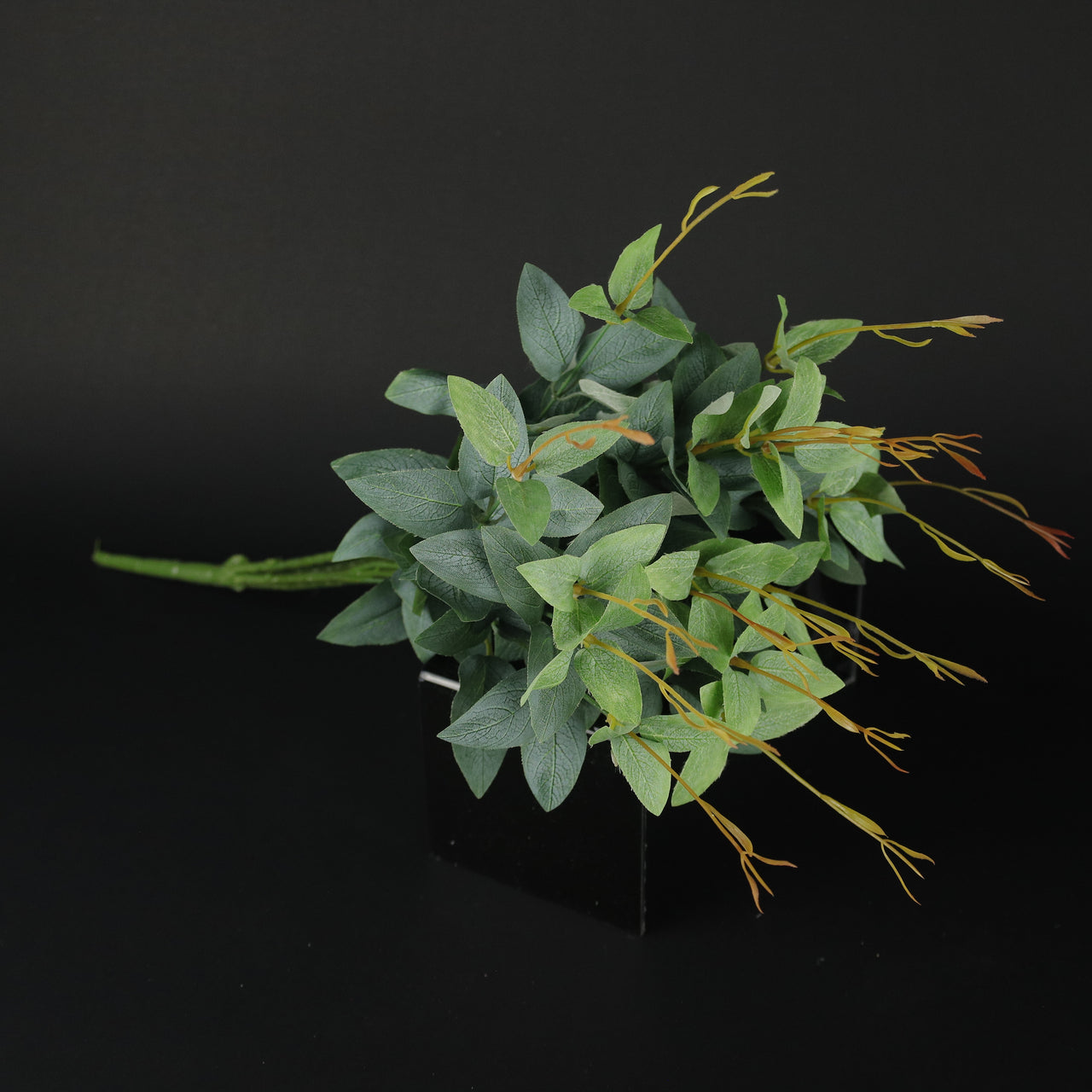 HCFL9802 - Green Silver Dollar Bq