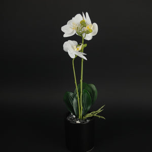 HCFL9814 - S White Potted Orchid