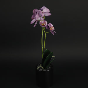 HCFL9815 - S Purple Potted Orchid