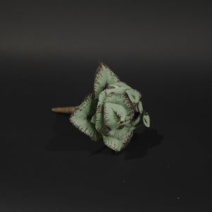 HCFL9823 - Painted Leaf Begonia Bq