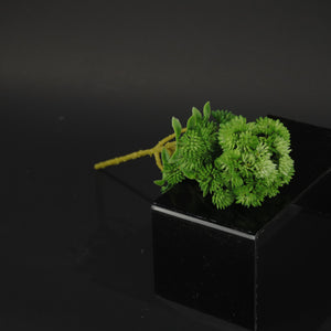 HCFL9826 - LS Green Fanwort