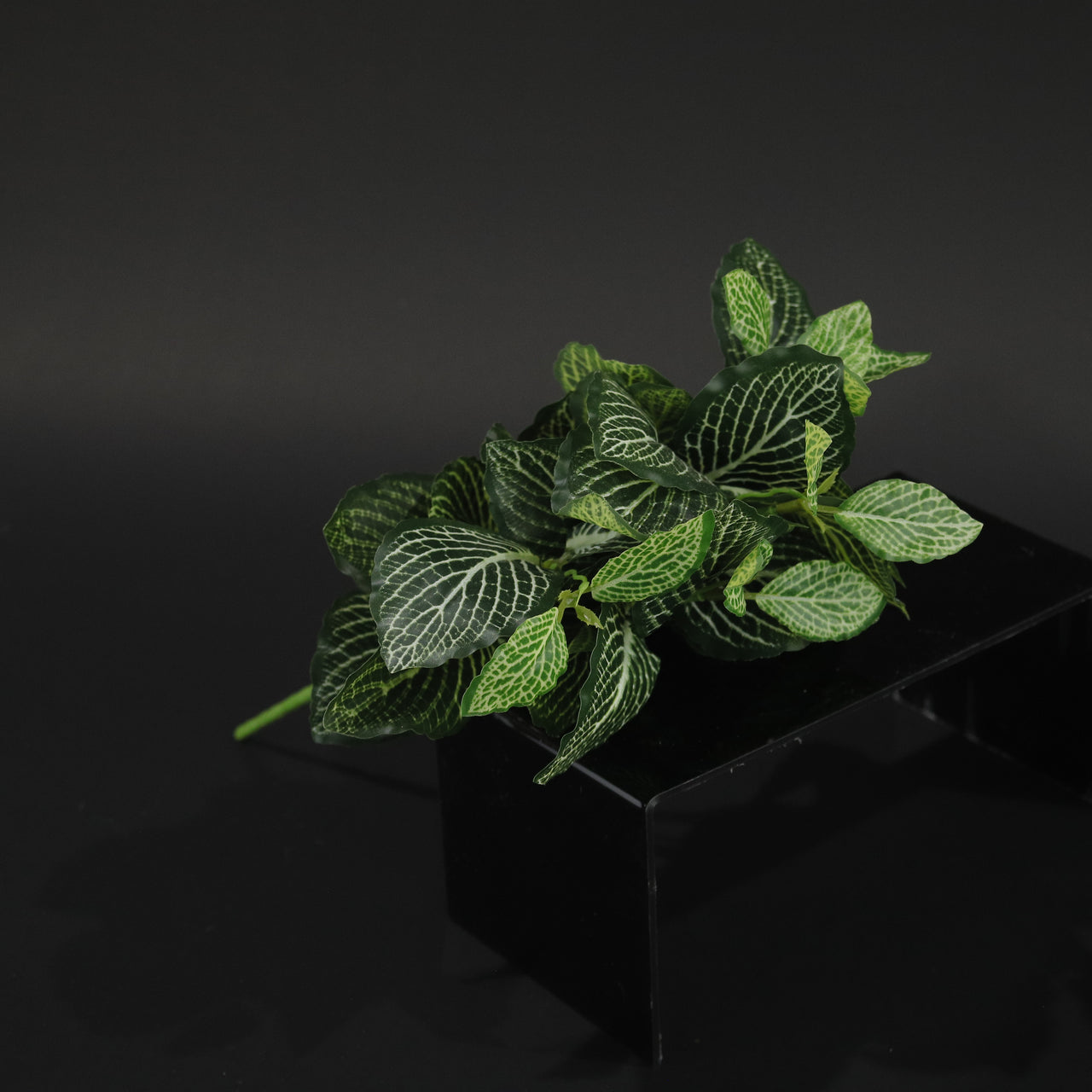 HCFL9831 - Green Mosaic Plant Bq