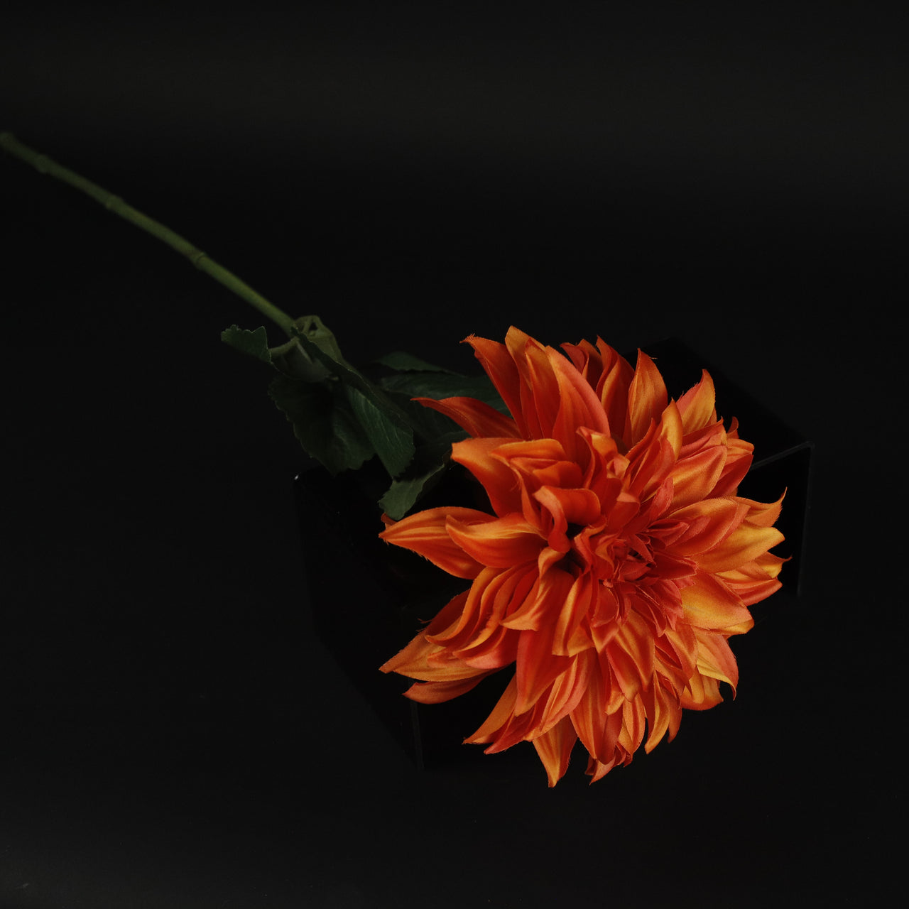 HCFL9833 - LS Orange Garden Dahlia