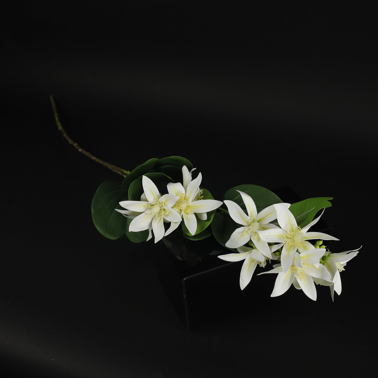 HCFL9837 - LS White Clematis