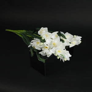 HCFL9848 - White Wild Daffodil Bq