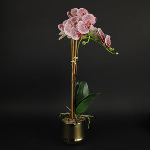 HCFL9855 - M Pantherine Orchid in Gold Pot
