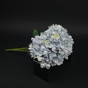 HCFL9866 - Blue Limelight Hydrangea Bq