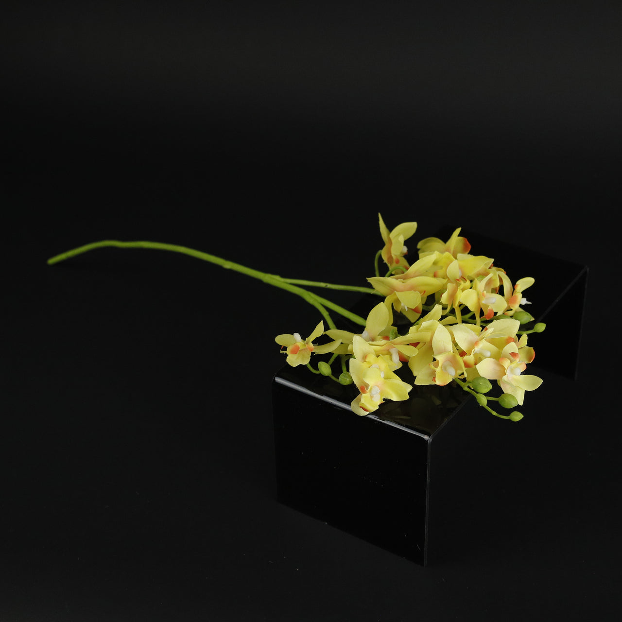 HCFL9875 - LS Yellow Goldenrain