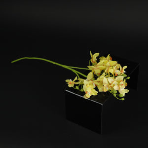 HCFL9875 - LS Yellow Goldenrain