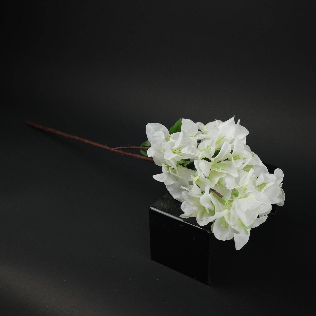 HCFL9877 - LS Cream Bougainvillea