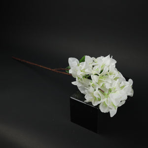 HCFL9877 - LS Cream Bougainvillea