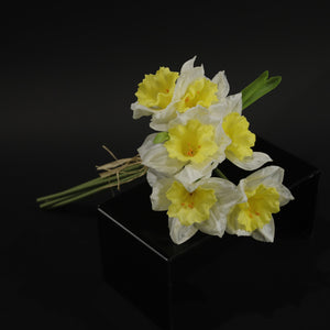 HCFL9879 - Cream Trumpet Daffodil Bq