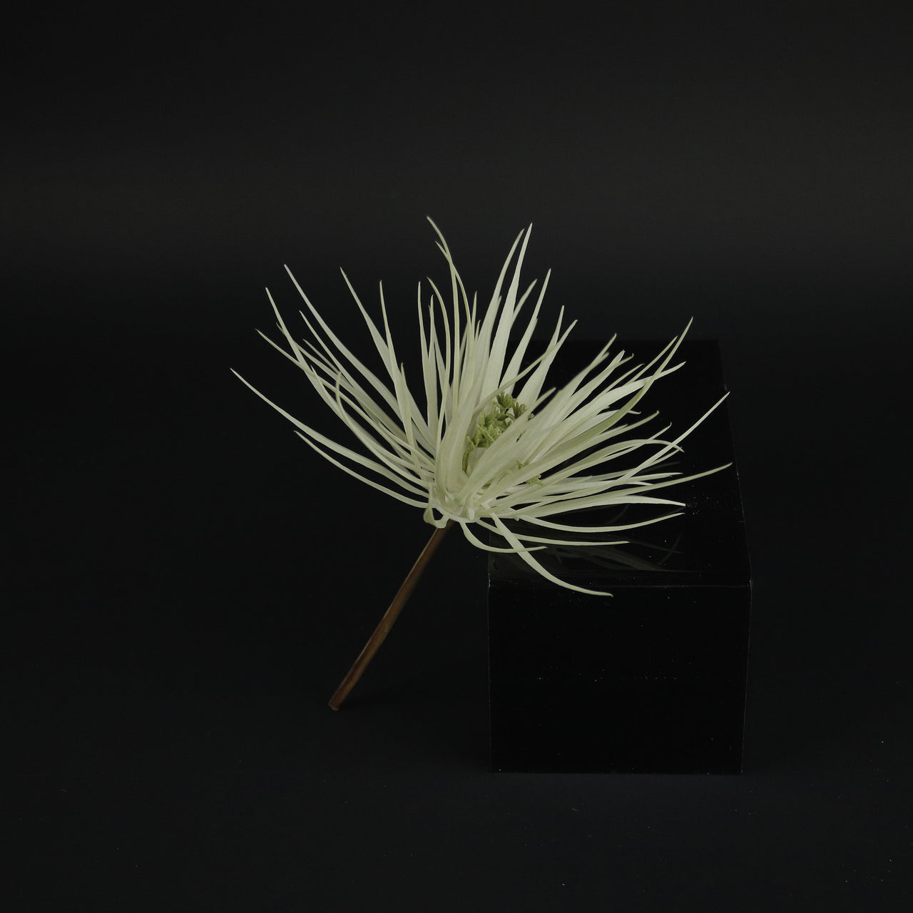 HCFL9889 - White Spreading Air Plant