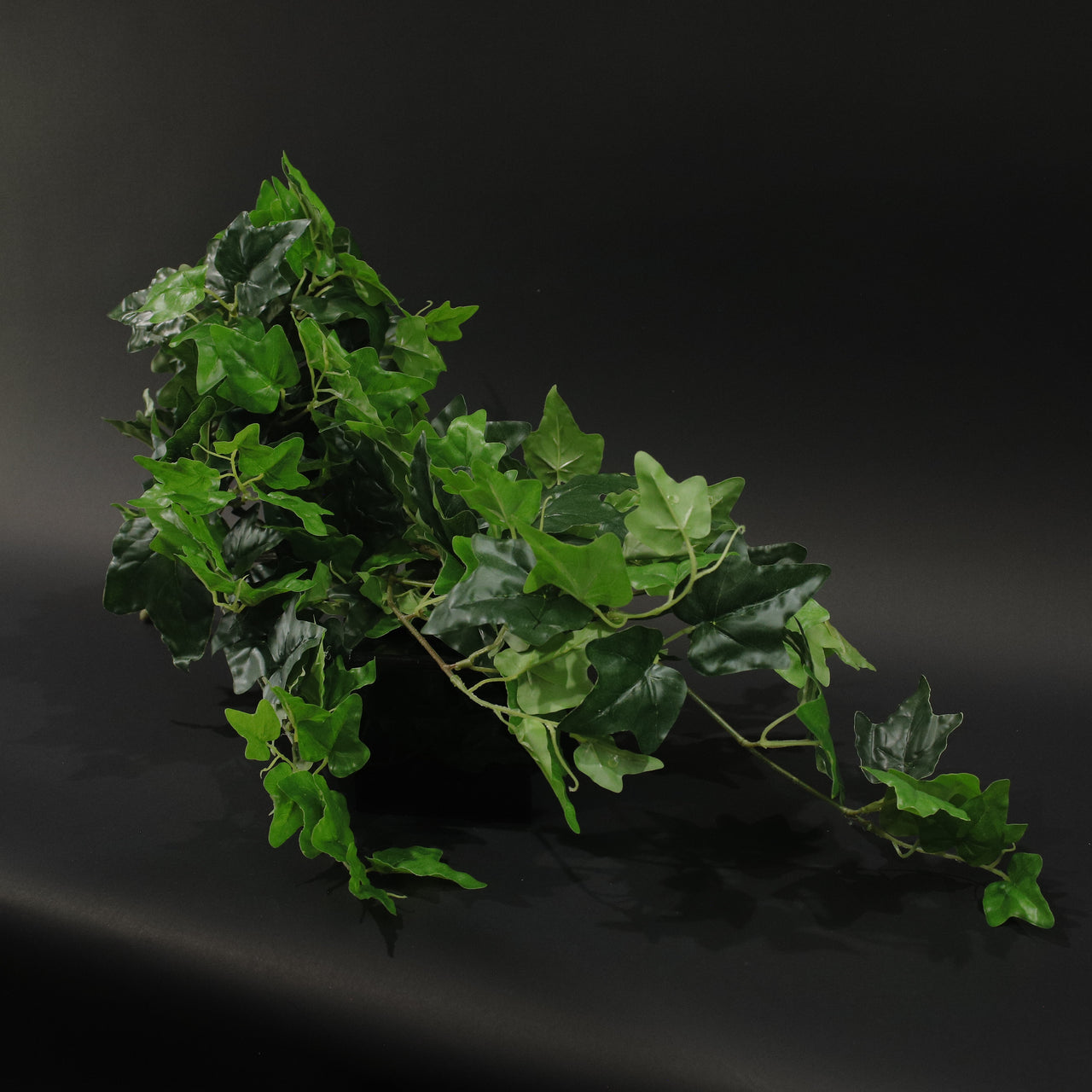 HFL10221 - Trailing Taro Vine