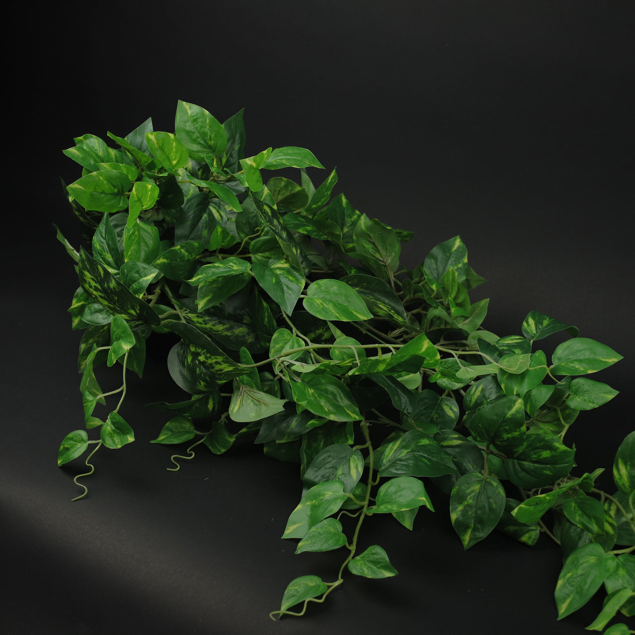 HFL10222 - Trailing English Ivy