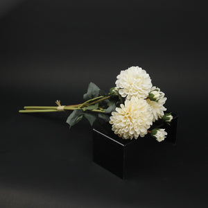 HFL10228 - Cream Garden Dahlia Bq