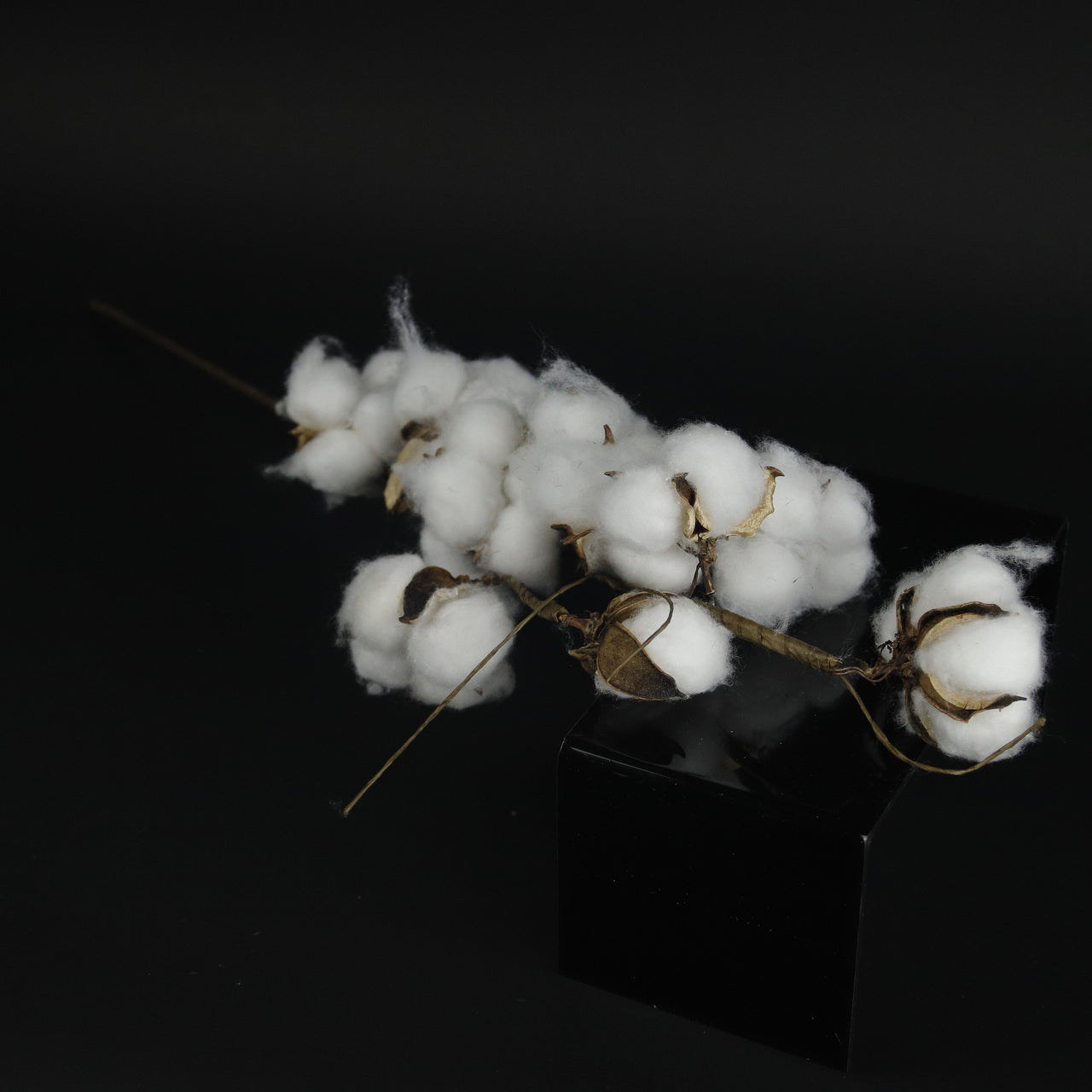 HFL10234 - LS Golden Cotton