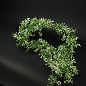 HFL10308 - LS White Waxyleaf Privet