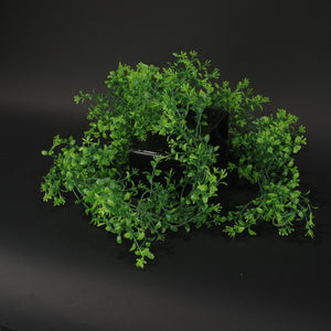 HFL10309 - LS Green Waxyleaf Privet