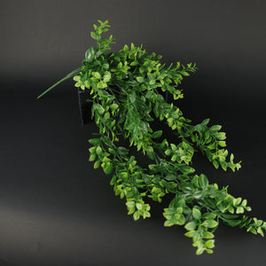 HFL10321 - LS Beard Grass