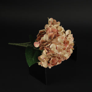 HFL10327 - Verigated Rust French Hydrangea Bq