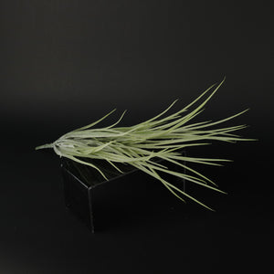 HFL10352 - Green Squaw Grass Bq