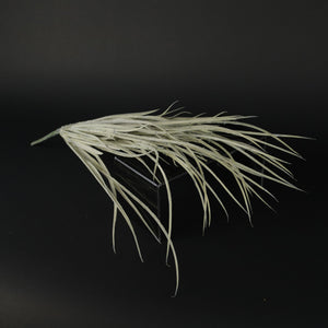 HFL10353 - White Squaw Grass Bq