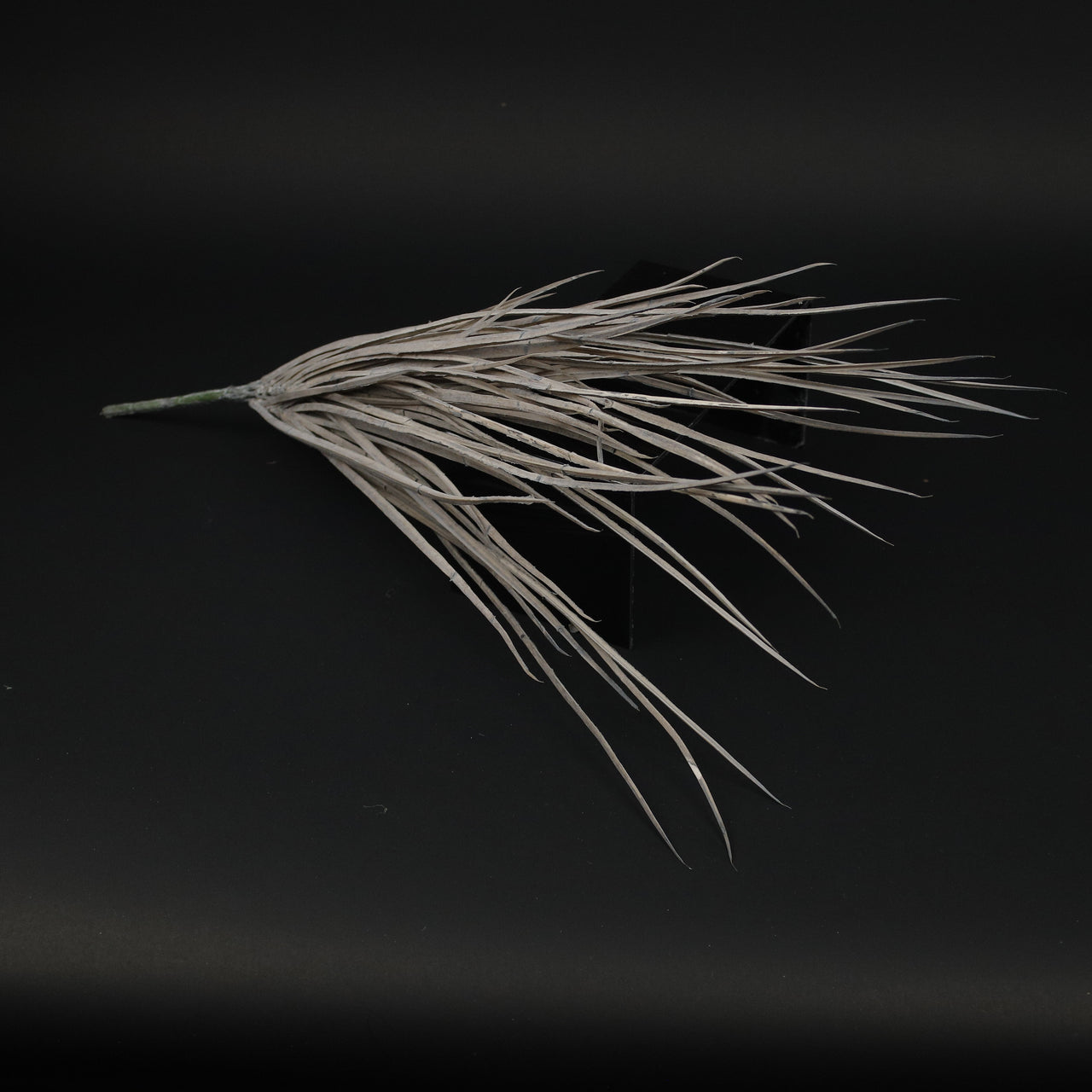 HFL10354 - Pink Squaw Grass Bq