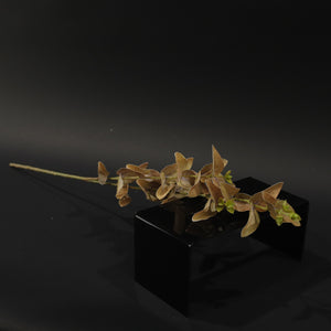 HFL10355 - Amber LS Eucalyptus